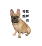 Meatball the Frenchie（個別スタンプ：3）