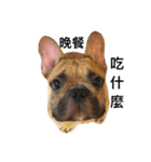 Meatball the Frenchie（個別スタンプ：4）