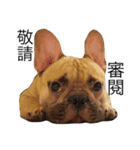 Meatball the Frenchie（個別スタンプ：5）