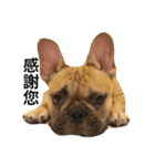 Meatball the Frenchie（個別スタンプ：7）