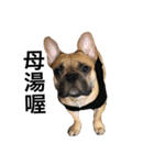 Meatball the Frenchie（個別スタンプ：8）