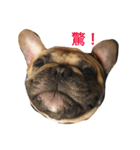 Meatball the Frenchie（個別スタンプ：11）