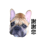 Meatball the Frenchie（個別スタンプ：14）