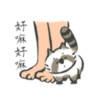 that racoon（個別スタンプ：24）