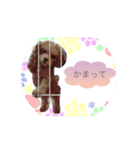 愛犬チョコちゃん（個別スタンプ：3）