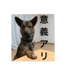 雑種犬  半兵衛  ⑥（個別スタンプ：2）