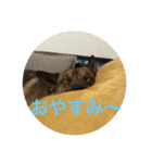 雑種犬  半兵衛  ⑥（個別スタンプ：3）