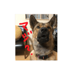 雑種犬  半兵衛  ⑥（個別スタンプ：6）