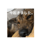 雑種犬  半兵衛  ⑥（個別スタンプ：7）