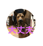 雑種犬  半兵衛  ⑥（個別スタンプ：8）