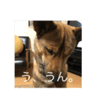 雑種犬  半兵衛  ⑥（個別スタンプ：9）