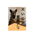 雑種犬  半兵衛  ⑥（個別スタンプ：10）