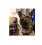 雑種犬  半兵衛  ⑥（個別スタンプ：12）