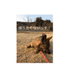 雑種犬  半兵衛  ⑥（個別スタンプ：13）