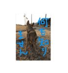 雑種犬  半兵衛  ⑥（個別スタンプ：14）