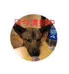 雑種犬  半兵衛  ⑥（個別スタンプ：19）