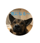 雑種犬  半兵衛  ⑥（個別スタンプ：21）