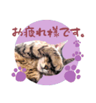 猫ときどきトカゲ（個別スタンプ：6）