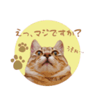 猫ときどきトカゲ（個別スタンプ：7）