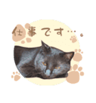 猫ときどきトカゲ（個別スタンプ：10）