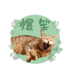 猫ときどきトカゲ（個別スタンプ：11）