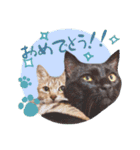 猫ときどきトカゲ（個別スタンプ：21）