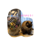 ねこですけど？①（個別スタンプ：12）