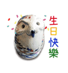 wanfu's owl (for festival)（個別スタンプ：13）