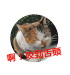 Cat talks（個別スタンプ：10）