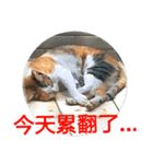 Cat talks（個別スタンプ：15）