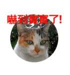 Cat talks（個別スタンプ：20）