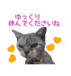 猫にゃ・にゃ・にゃ！part7（個別スタンプ：11）