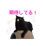 猫にゃ・にゃ・にゃ！part7（個別スタンプ：12）