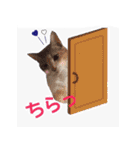 猫にゃ・にゃ・にゃ！part7（個別スタンプ：16）