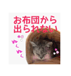 猫にゃ・にゃ・にゃ！part7（個別スタンプ：19）