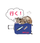 猫にゃ・にゃ・にゃ！part7（個別スタンプ：21）