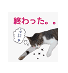 猫にゃ・にゃ・にゃ！part7（個別スタンプ：30）