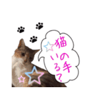 猫にゃ・にゃ・にゃ！part7（個別スタンプ：32）