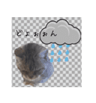 猫にゃ・にゃ・にゃ！part7（個別スタンプ：35）