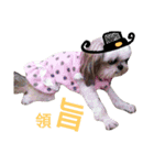 sunshine-dog（個別スタンプ：8）