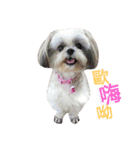 sunshine-dog（個別スタンプ：10）