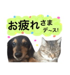 犬と猫の仕事で使えるスタンプ（個別スタンプ：21）