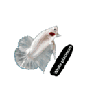 Betta Thailand（個別スタンプ：7）