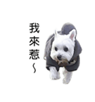 ~mini dog~（個別スタンプ：1）