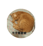 cat. P（個別スタンプ：7）