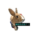 tome bunny（個別スタンプ：1）