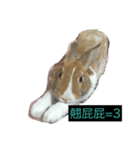 tome bunny（個別スタンプ：3）