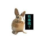 tome bunny（個別スタンプ：6）