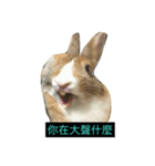 tome bunny（個別スタンプ：7）