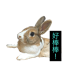 tome bunny（個別スタンプ：13）